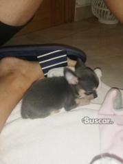 thumb Chihuahua blue macho precioso