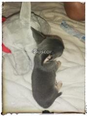thumb Chihuahua macho blue exclusivo