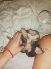 thumb Chihuahua macho blue exclusivo
