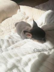 thumb Chihuahua macho blue exclusivo