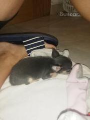 thumb Chihuahua blue macho precioso