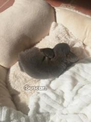 thumb Chihuahua blue macho precioso