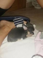 thumb Chihuahua macho blue exclusivo