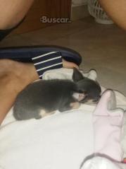 thumb Chihuahua macho blue exclusivo