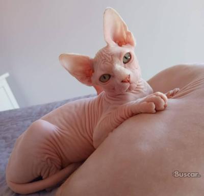 thumb Gatitos Sphynx