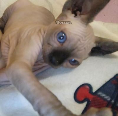 thumb Gatitos Sphynx