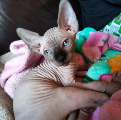 thumb Gatitos Sphynx