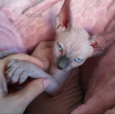 thumb Gatitos Sphynx