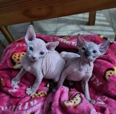 thumb Gatitos Sphynx