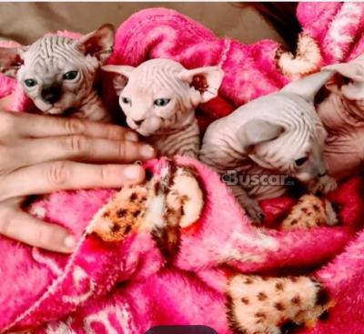 thumb Gatitos Sphynx