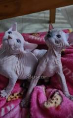 thumb Gatitos Sphynx