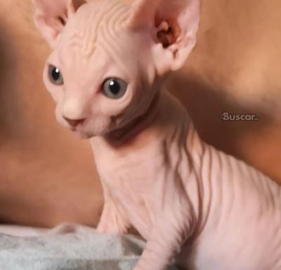 thumb Gatitos Sphynx