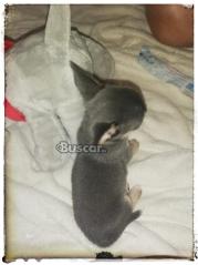 thumb Chihuahua macho blue precioso y pequeño