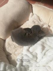 thumb Macho blue chihuahua exclusivo precioso