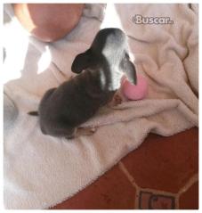thumb Macho blue chihuahua exclusivo precioso