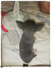 thumb Chihuahua blue macho precioso