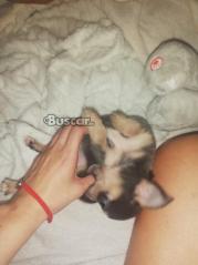 thumb Chihuahua blue macho precioso