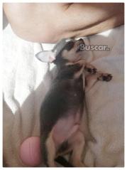 thumb Dos machos disponibles chihuahuas
