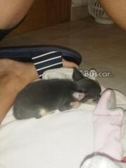 thumb Chihuahua machos disponibles 2