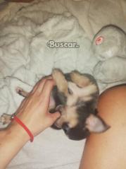 thumb Dos machos disponibles chihuahuas
