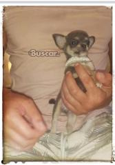 thumb Dos machos disponibles chihuahuas