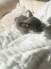 Chihuahua macho blue pequeñito adorable