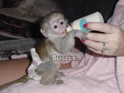 Monos capuchinos y de seda disponibles.