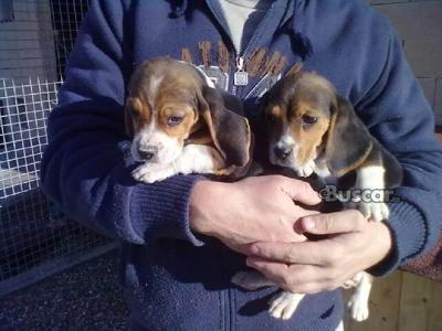 Cachorros beagle domesticados socialmente