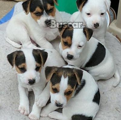 Cachorros jack russell