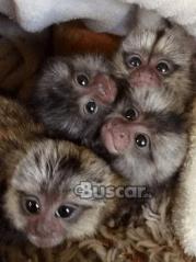 Monos tití bebes macho y hembra de 13 semanas en adopción 602321324