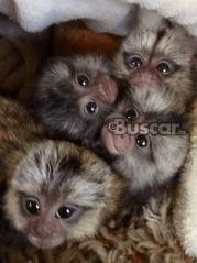 Monos tití bebes macho y hembra de 13 semanas en adopción 602321324
