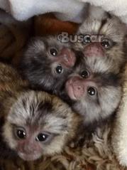 Monos tití bebes macho y hembra de 13 semanas en adopción...