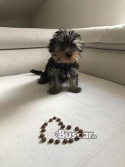 Teacup Yorkie Puppies For Sale