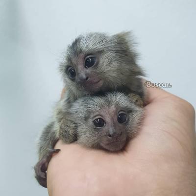 Monos tití criados en casa para adopción 602321324