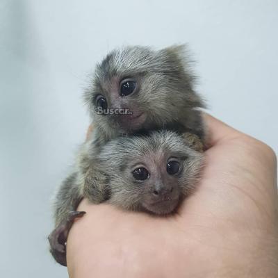 Monos tití criados en casa para adopción 602321324