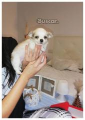 Chihuahua macho pelo largo 2 meses precioso