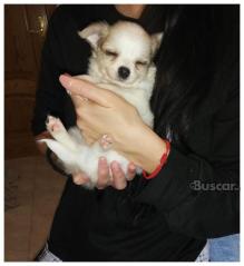 Chihuahua macho pelo largo 2 meses