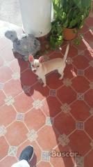 Chihuahua macho 6 meses