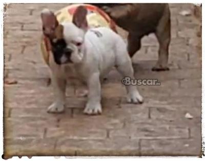 Bulldog frances macho cachorrito adorable